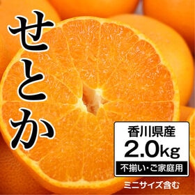 【約2.0kg】 香川県産 せとか (ご家庭用・サイズ不揃い) | 瀬戸内で大切に育った高い糖度とぎっしり詰まった果肉はもうたまらない！