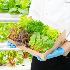 常備野菜5種詰め合わせ（Regular） | 1ヶ月日持ち ドレッシング不要 洗わずそのまま。