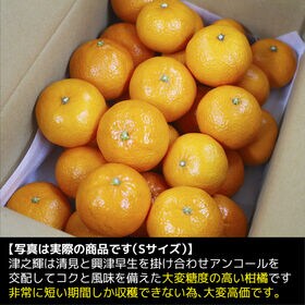 約3.0kg(S-L)】高知県産 津之輝(つのかがやき) 高い糖度の次世代の柑橘