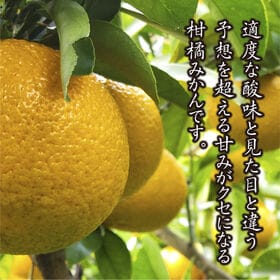 【約4.0kg(S-L)】香川県産 スイートスプリング 柑橘みかん 適度な酸味と甘みがクセになる