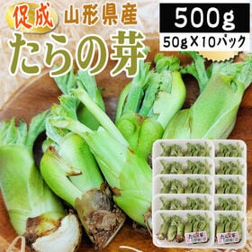 【500g】山形県産 促成山菜 たらの芽 50g×10パック...