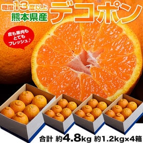 【計約4.8kg/約1.2kg(4-6玉)3箱セット+1箱おまけ】熊本県産 高糖度 デコポン | 3箱セット申し込みで1箱おまけ！