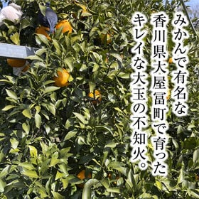 【約3.0kg(2L-4L)秀品】香川県産 不知火 デコポン 同品種 大きなサイズ