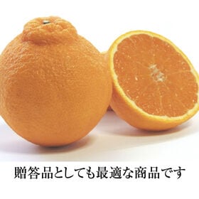 【約3.0kg(2L-4L)秀品】香川県産 不知火 デコポン 同品種 大きなサイズ