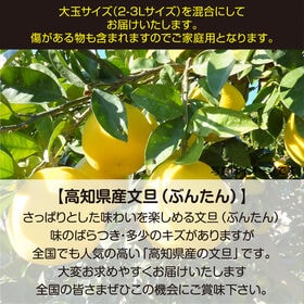 【約5.0kg】大玉 高知県産 文旦ぶんたん (2-3Lサイズ混合・ご家庭用)