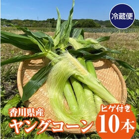 【10本】香川県産ヤングコーン 生ヤングコーンはこの季節だけ♪