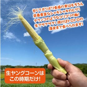 【10本】香川県産ヤングコーン 生ヤングコーンはこの季節だけ♪