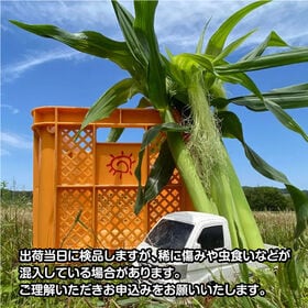 【10本】香川県産ヤングコーン 生ヤングコーンはこの季節だけ♪