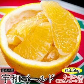 【予約受付】4/8-順次出荷【約3.5kg/S~Lサイズ（約9~14玉）】愛媛県産 宇和ゴールド | 和製グレープフルーツとも呼ばれる夏の柑橘