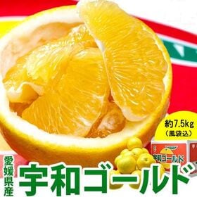 【約7.5kg/M〜2Lサイズ】愛媛県産 宇和ゴールド(河内晩柑) | 適度に酸味がある果汁たっぷりの柑橘です。