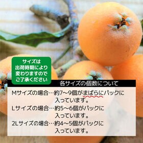 【約500g(M~2L・約250g×2)】香川県産びわ