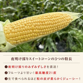 【12本入】産地直送！夜明け採りスイートコーン(2Lサイズ)