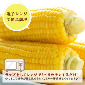 【12本入】産地直送！夜明け採りスイートコーン(2Lサイズ)