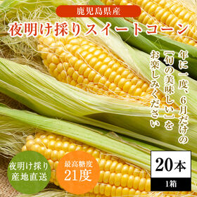 【20本入】夜明け採りスイートコーン