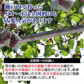 【約2kg(3-5房)】香川県産 ニューピオーネ