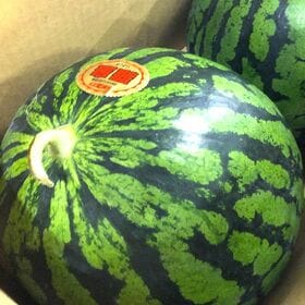 【1玉(8kg-10kg)】愛媛産  すいか（ご家庭用）