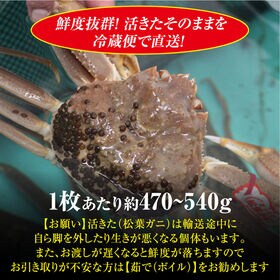 週末土日着で出荷【2枚×(470-540g)】山陰沖日本海産 活きた松葉ガニ