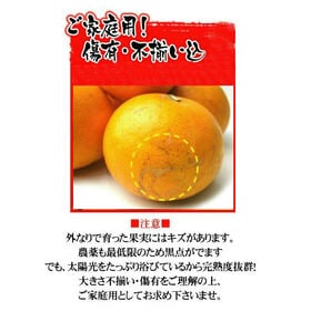 【約2kg】愛媛県産 ぽんかん(ご家庭用・傷あり) 2セット申込で1セットおまけ付き！