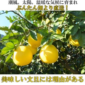 【4kg】高知・愛媛県産 文旦(ぶんたん)(ご家庭用・傷あり)