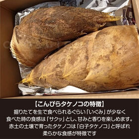 【約1.5kg(1~3本)】 香川県産 こんぴらタケノコ 糠要らず白子たけのこ