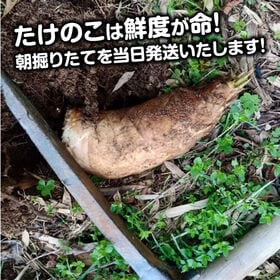 【約1.5kg(1~3本)】 香川県産 こんぴらタケノコ 糠要らず白子たけのこ