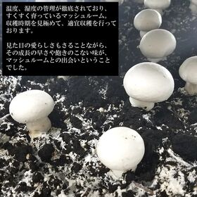 【450g(90g×5袋) 】マッシュルームピクルス