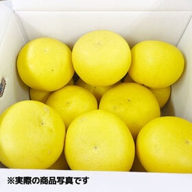 【約10kg(3Lまたは4Lサイズ)】大玉 高知県産 文旦ぶんたん (ご家庭用)