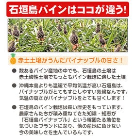 【予約受付】5/15~順次出荷【約2kg(2-3玉)】石垣島産 ピーチパイン