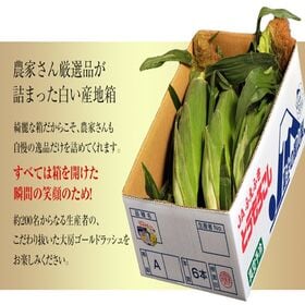 【2.5kg以上(6本入り)】《初物》山梨県産とうもろこし『ゴールドラッシュ』