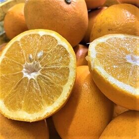 約10kg】愛媛県産 甘夏(あまなつ)(ご家庭用・傷あり)を税込・送料込で  