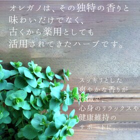 【1.2g×8包入】《国産》オレガノティ
