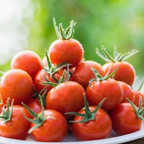 【甘味と酸味の黄金比】神のトマト
