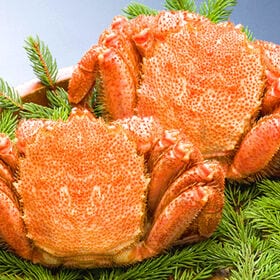 【計約800g/400g前後×2尾】北海道オホーツク海産 ボ...