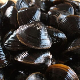 【250g】北海道網走産 冷凍 しじみ