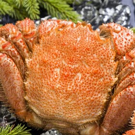 【660g前後×1尾】北海道オホーツク海産 ボイル 毛がに