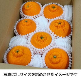 【クール便 約1.8kg前後(L-2L)秀品】 香川県産 不知火 (デコポン・デコみかんと同品種)
