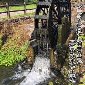 【110g×2尾】鹿児島県産 うなぎ蒲焼き（タレ・山椒付き）