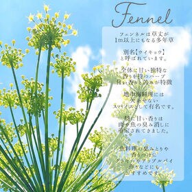 【1.2g×8包】国産フェンネルティー
