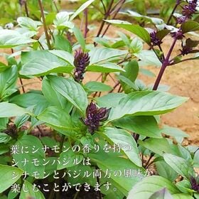 【40g】シナモンバジルパウダー