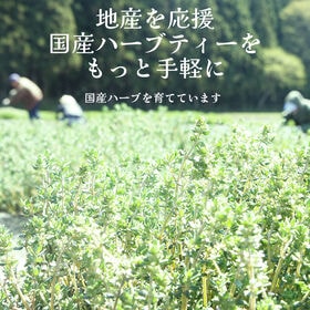 【1.2g×8包】国産タイムティー