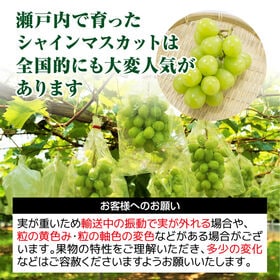 【約600g弱(1房)】瀬戸内産シャインマスカット