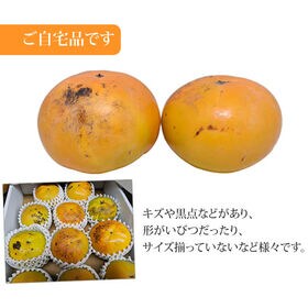 【予約受付】10/23~順次出荷【約3kg】熊本・福岡県産 太秋柿(ご家庭用・傷あり)