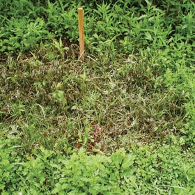 【2個セット】粉末除草剤　根こそぎ　枯れ~る~ 1kg