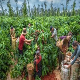 【16g×10袋入り】ドリップバッグコーヒー Viva Star Coffee