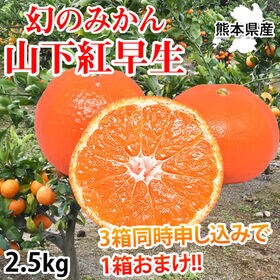 【予約受付】11/20~順次出荷【2.5kg】山下紅早生みかん 熊本県産 | 希少な幻のみかん！3箱同時申し込みで1箱おまけ
