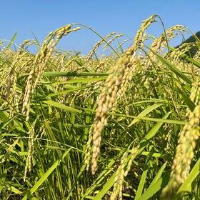 【計4kg(2kg×2袋)】《特別栽培米》 徳島県産コシヒカリ白米 令和7年度産