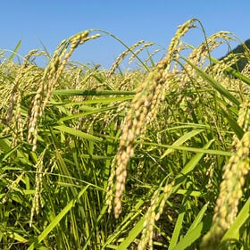 【2kg×1袋】《特別栽培米》 徳島県産コシヒカリ白米 令和7年度産