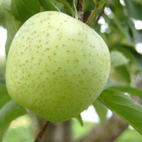 【長野/青森】2.5kg  赤・青りんご詰合せ