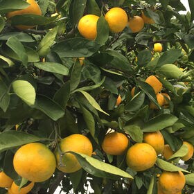 【予約受付】11月上旬~順次出荷【福岡】約2kg　山川みかん