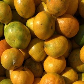 【2.2kg】愛媛産 ご家庭用 農家さんもぐもぐ 外なりみかん